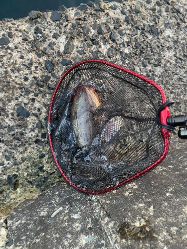 コウイカの釣果