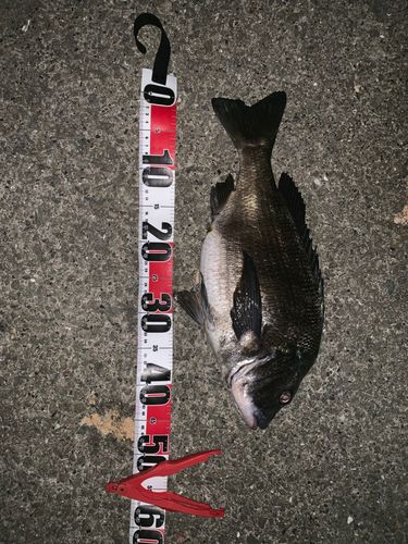 チヌの釣果