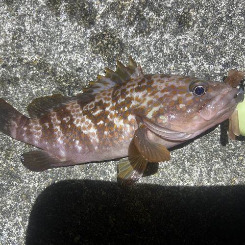 キジハタの釣果