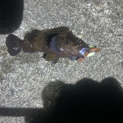 クロソイの釣果