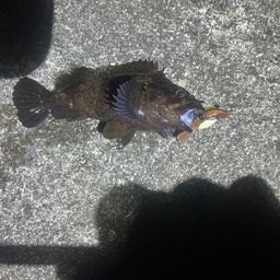 クロソイ