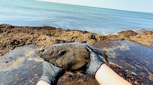 カワガレイの釣果
