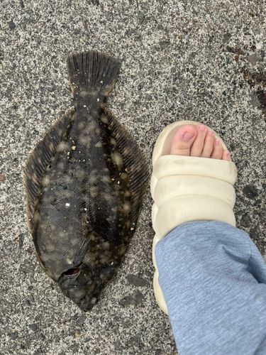 カレイの釣果