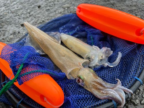 ヤリイカの釣果