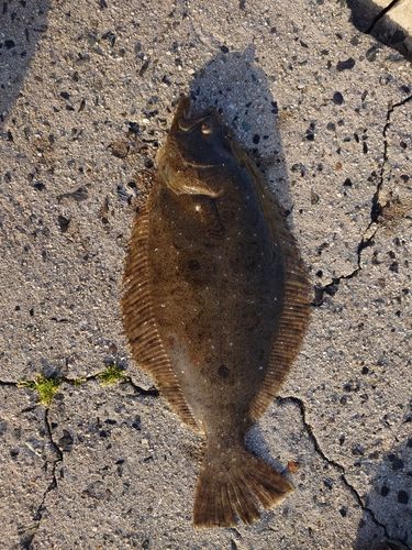 ヒラメの釣果