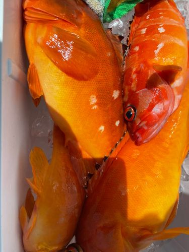 アカハタの釣果