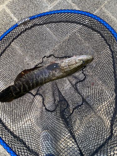 ライギョの釣果