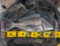 クロダイの釣果
