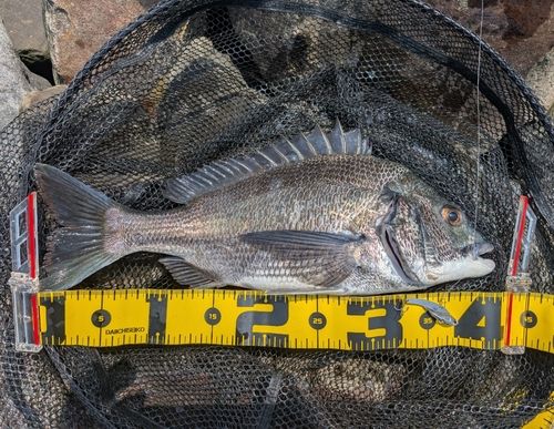 クロダイの釣果