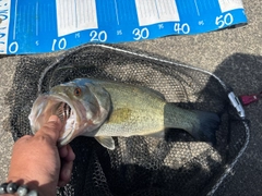 ラージマウスバスの釣果