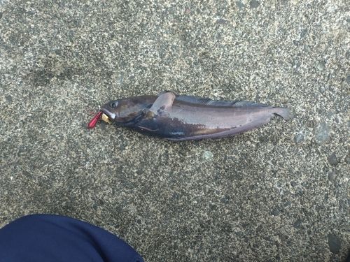 ドンコの釣果