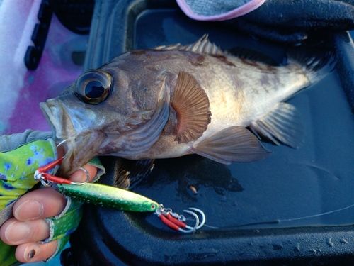 メバルの釣果
