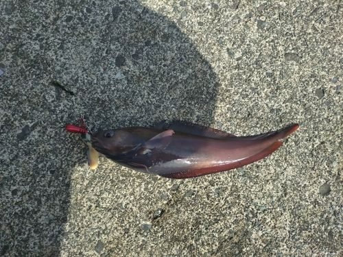 ドンコの釣果