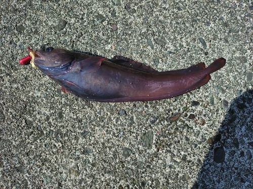 ドンコの釣果