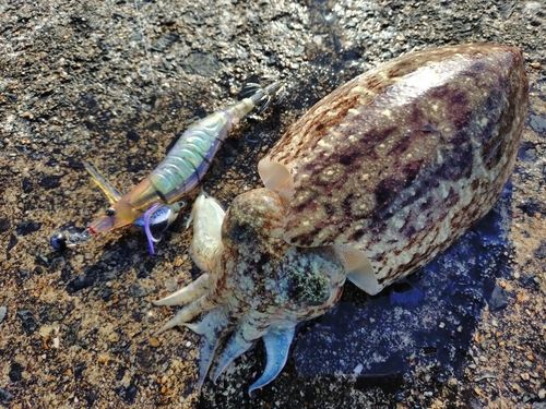 コウイカの釣果
