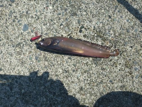 ドンコの釣果