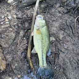 ラージマウスバス