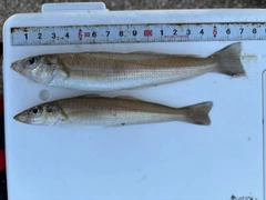 キスの釣果