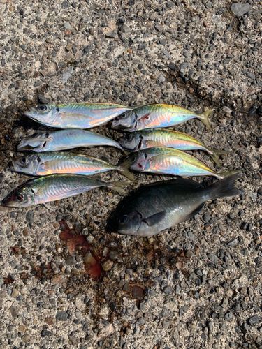 アジの釣果