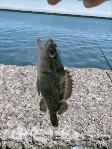 エゾメバル