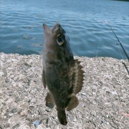 エゾメバル
