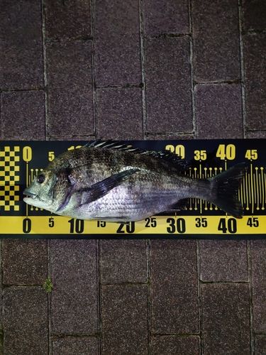 クロダイの釣果