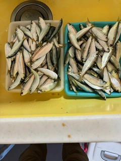 サッパの釣果