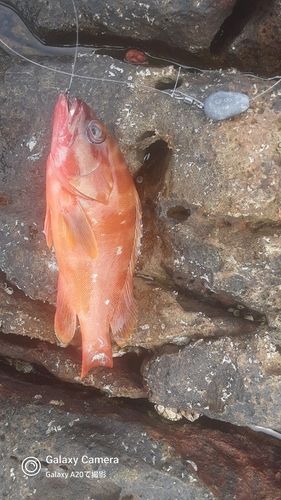 アカハタの釣果