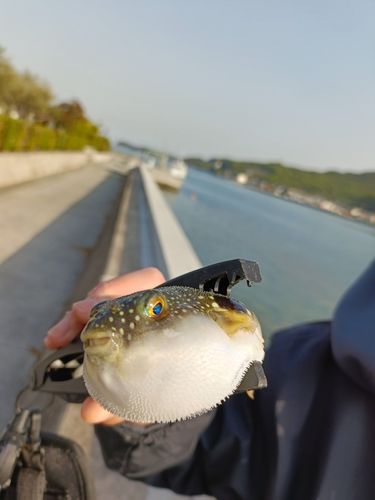 クサフグの釣果