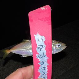 アジ
