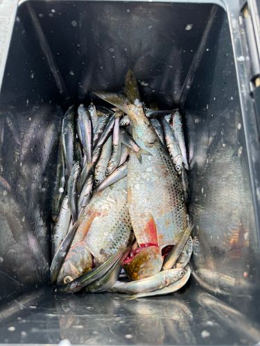 カタクチイワシの釣果