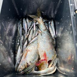 カタクチイワシ