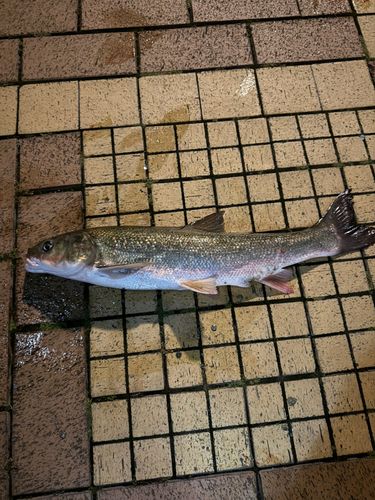 マルタウグイの釣果