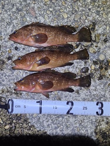 キジハタの釣果