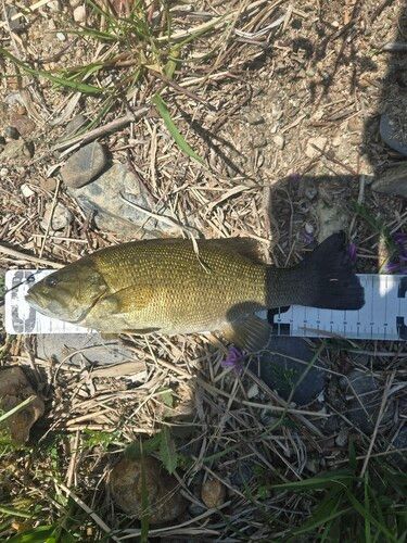 スモールマウスバスの釣果