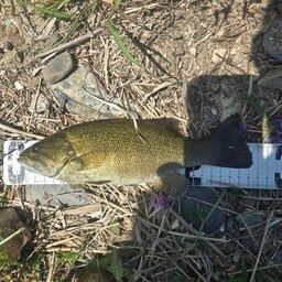 スモールマウスバス