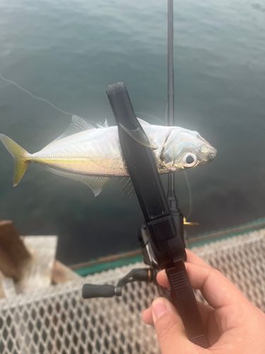 マアジの釣果