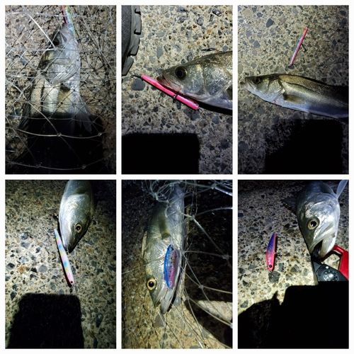 フッコ（マルスズキ）の釣果