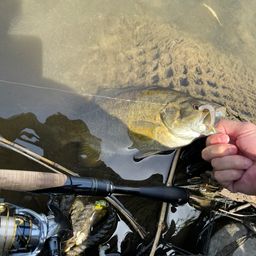 スモールマウスバス