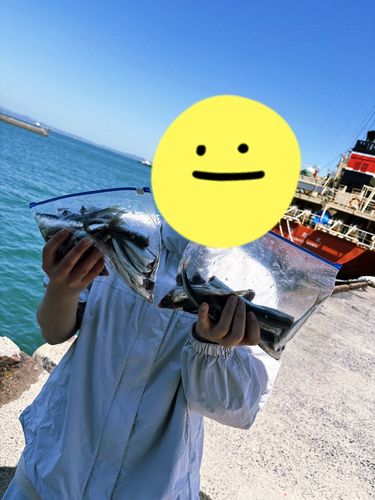 イワシの釣果