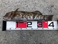 アイナメの釣果