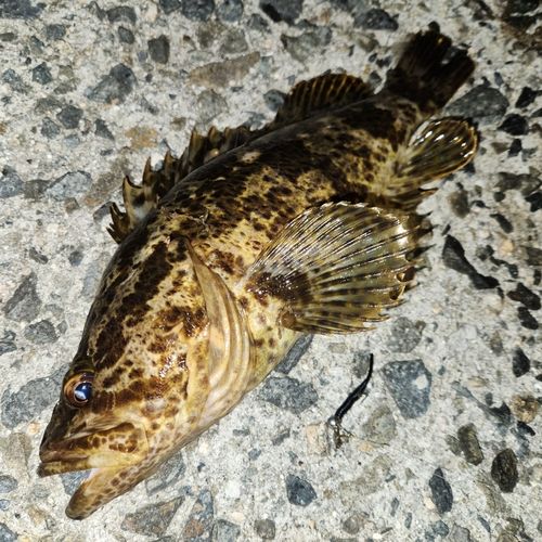 タケノコメバルの釣果