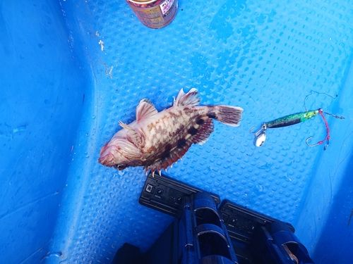 ガシラの釣果