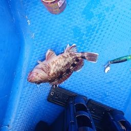 ガシラ