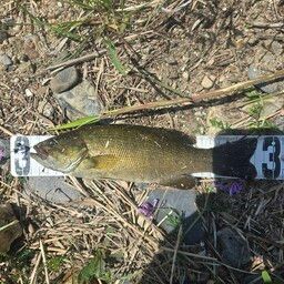 スモールマウスバス