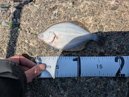 イシガレイの釣果