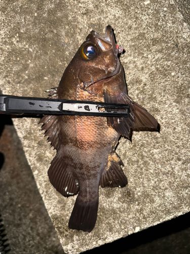 メバルの釣果