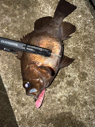 メバルの釣果