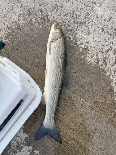 スズキの釣果