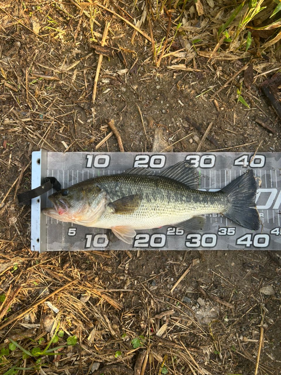 ラージマウスバス